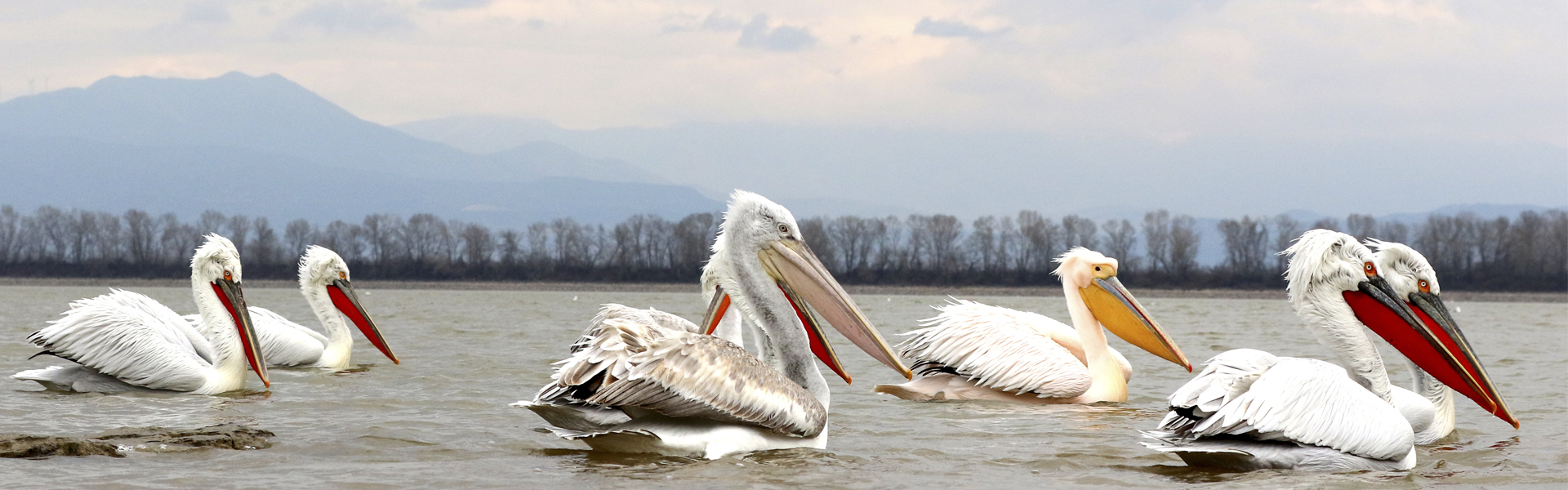 Another Dalmatian Pelican tagged in Western Greece by HOS