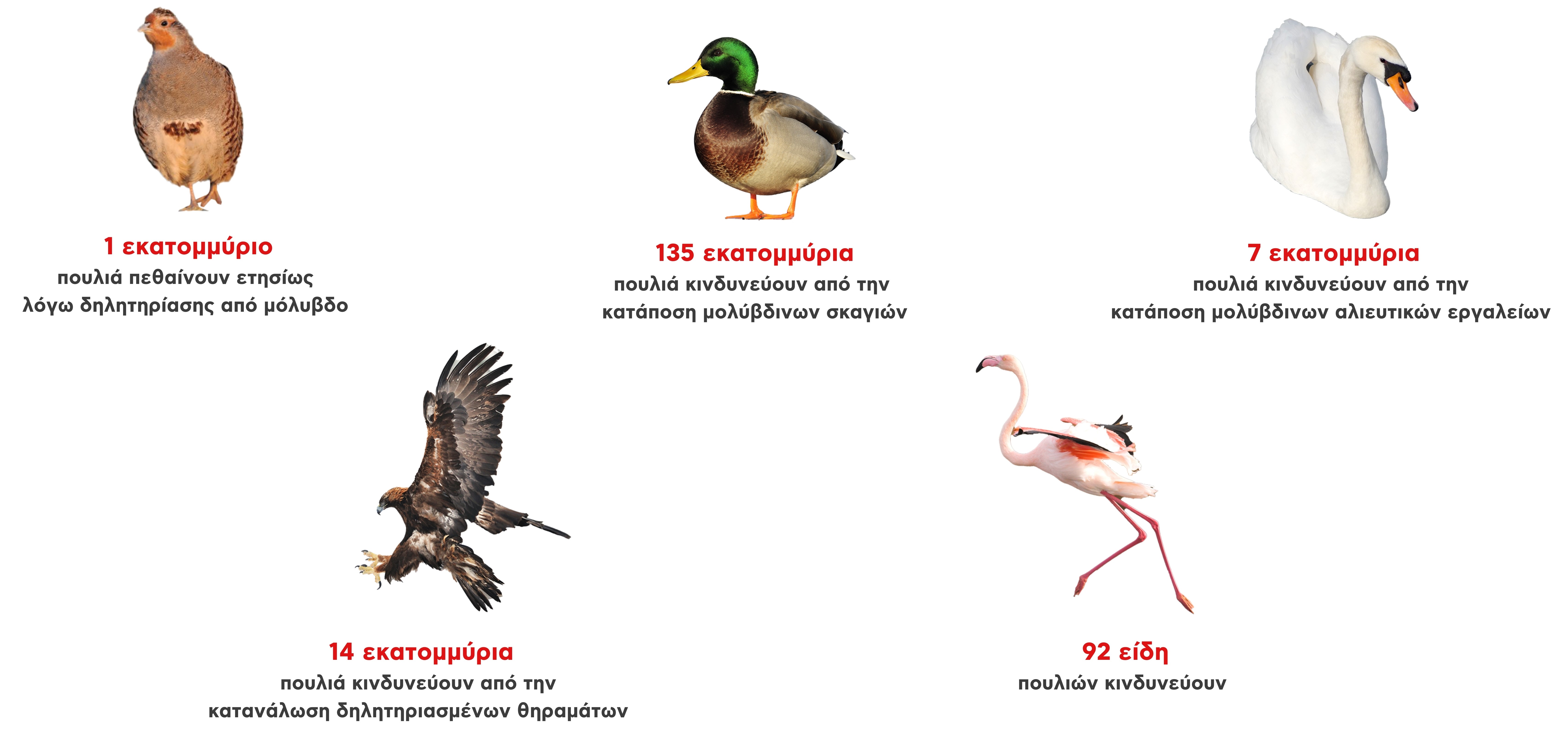 BanLeadNow key facts wild life