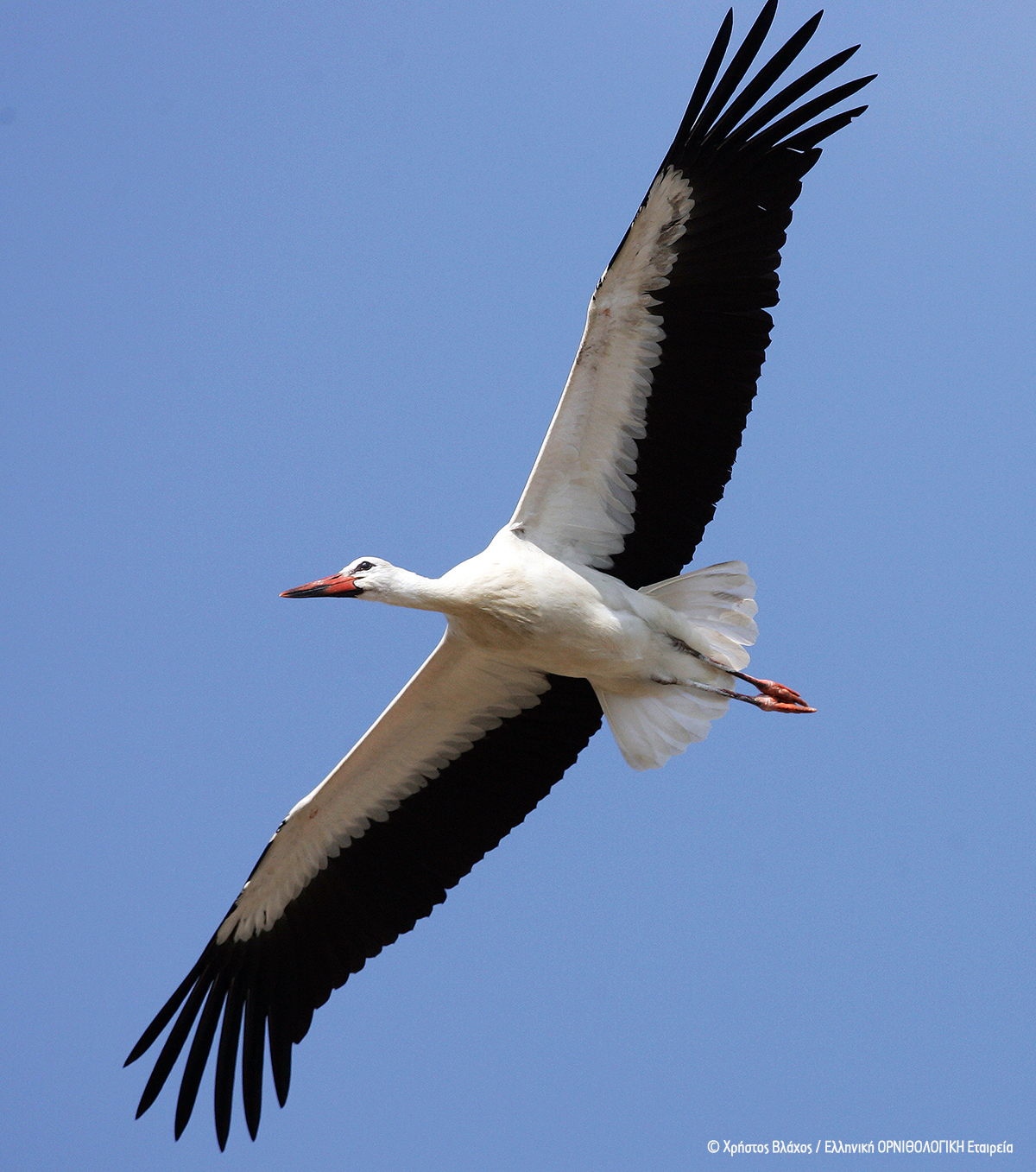 Ciconia ciconia ChrisVlachos ORNITHOLOGIKI