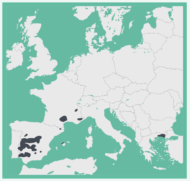 Cinereous Vulture infographic map