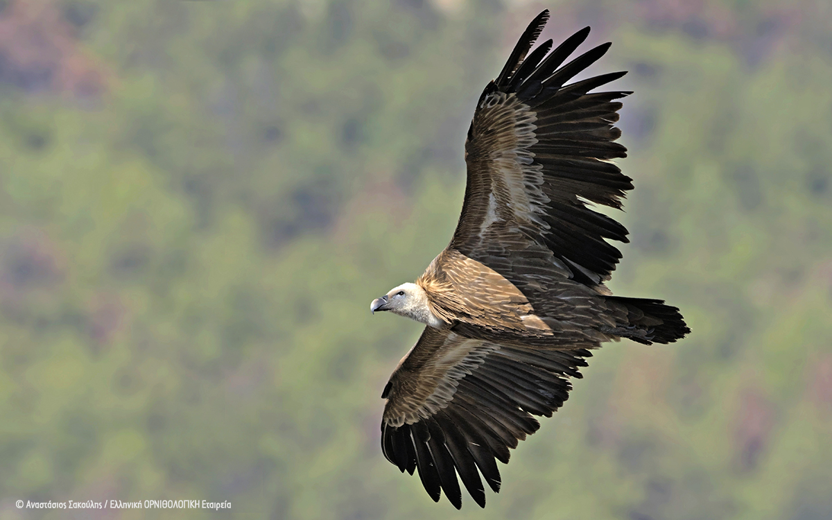 Gyps fulvus ASakoulis cr 1