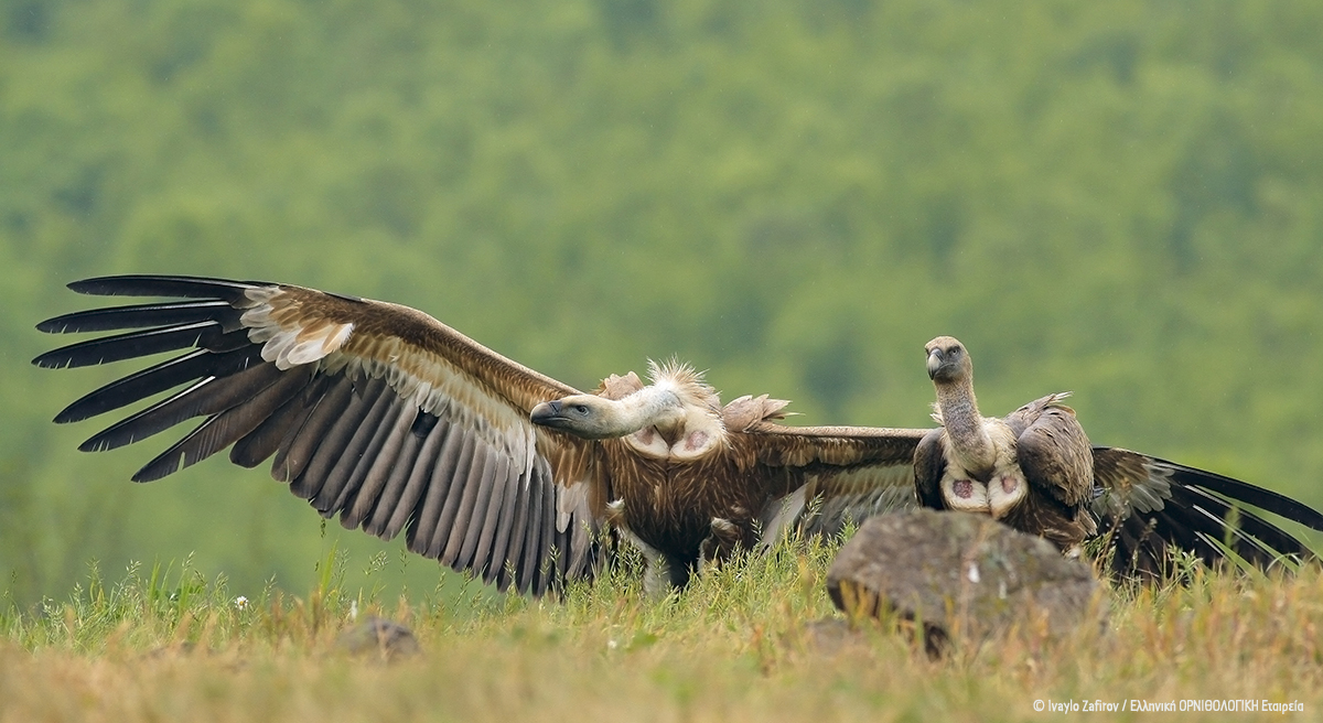 Gyps fulvus IvayloZafirov