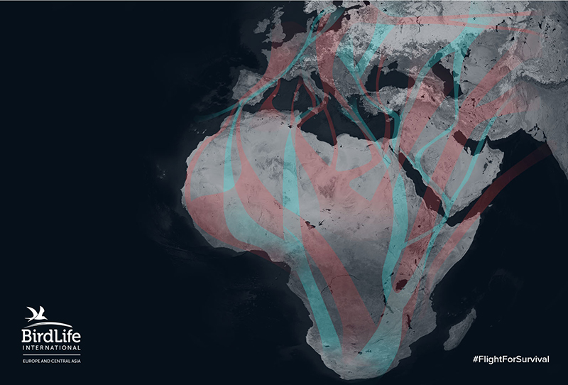 FFS African Eurasian Flyway Map 22 FEBRUARY Birdlife Europe Flight for Survival