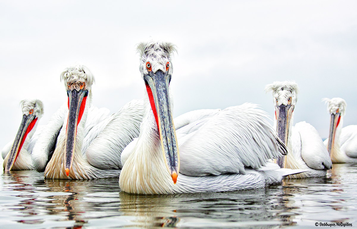 1 Dalmatian pelicans in low angle view MG 3294 TheodorosNaziridis