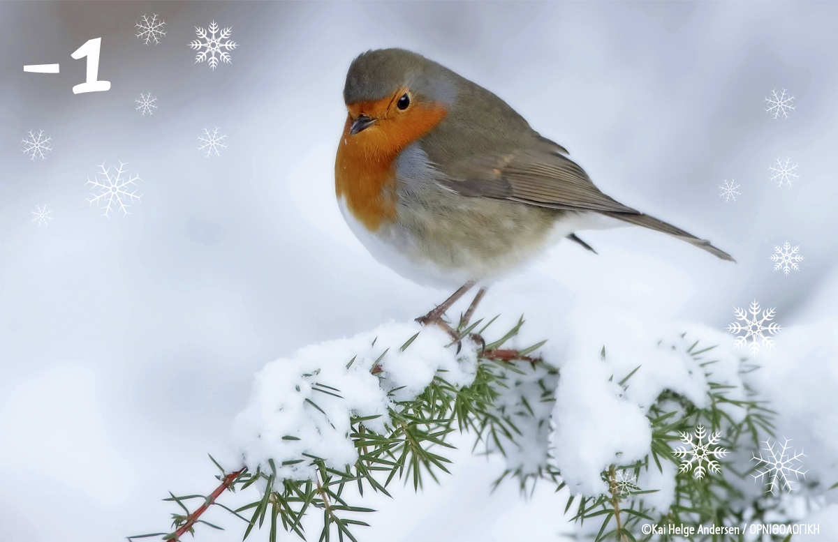 1 Erithacus rubecula KaiHelgeAndersen