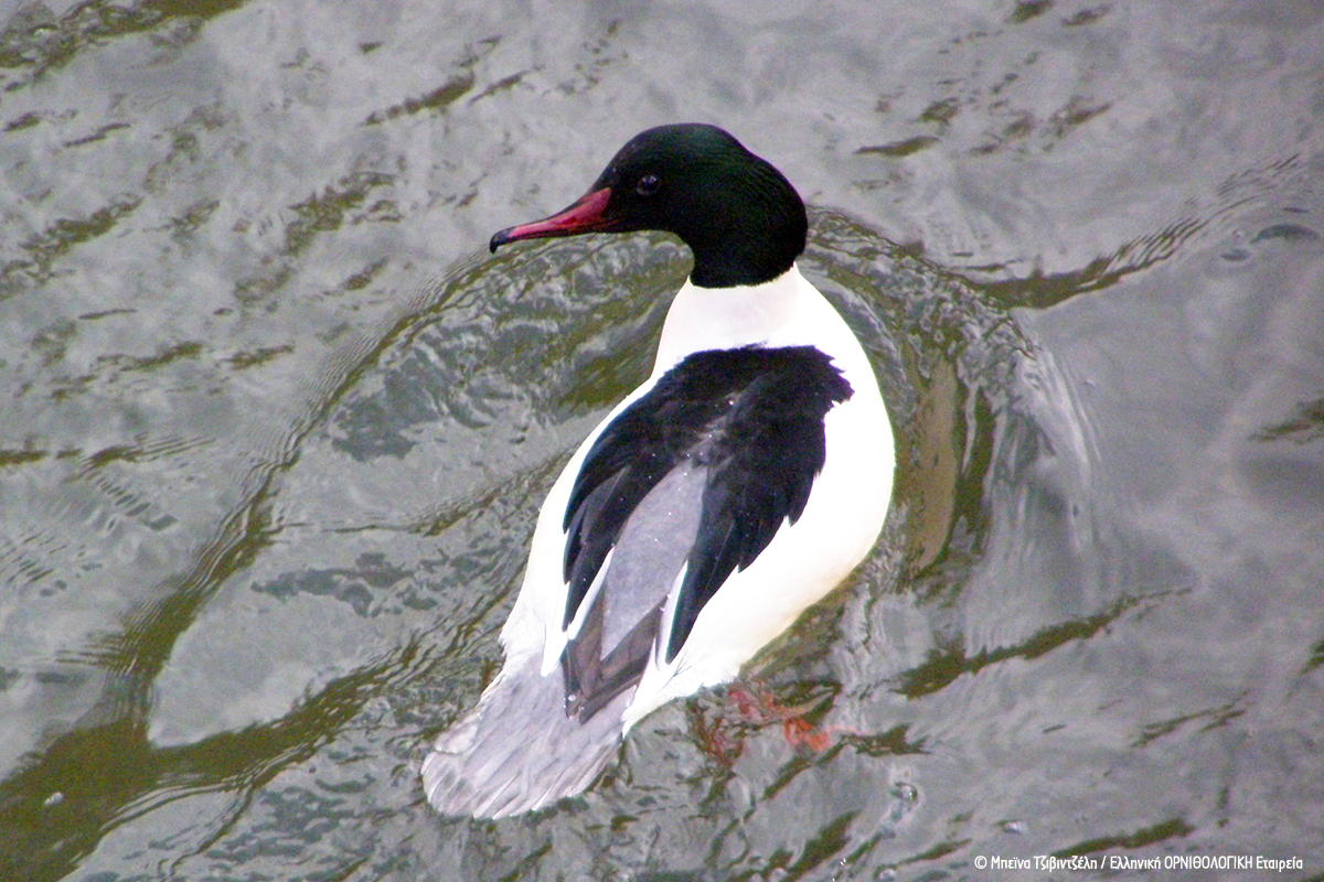 24 Mergus merganser ΜΠΕΙΝΑ ΤΣΙΒΙΝΤΖΕΛΗ