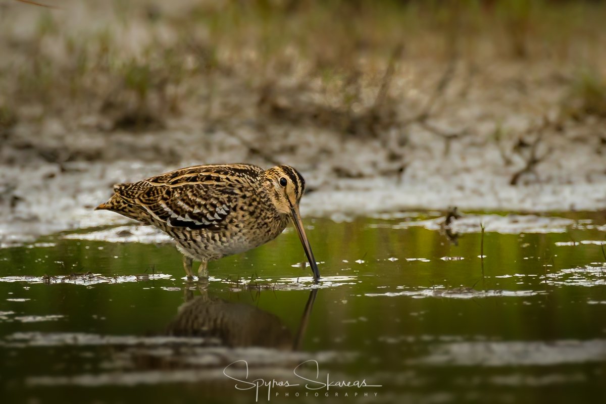 5 Gallinago media SpyrosSkareas