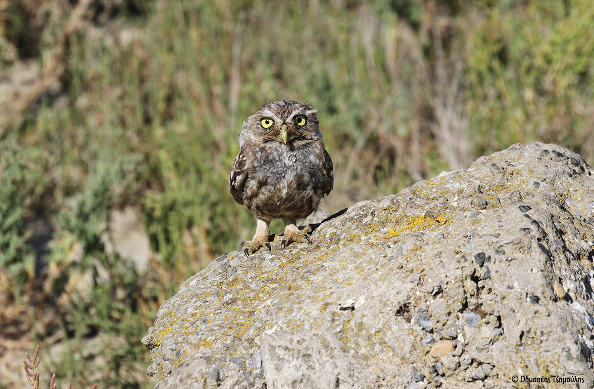 Athene noctua Οδυσσέας Τζημούλης