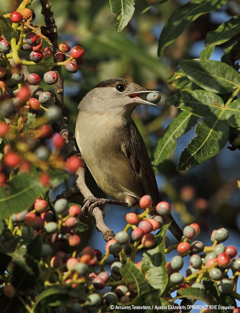 BIRDS 2014 28 09 1211