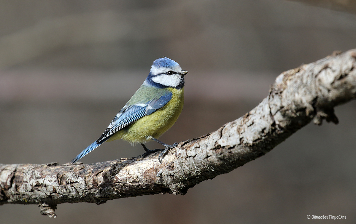 Blue Tit Οδυσσέας Τζημούλης