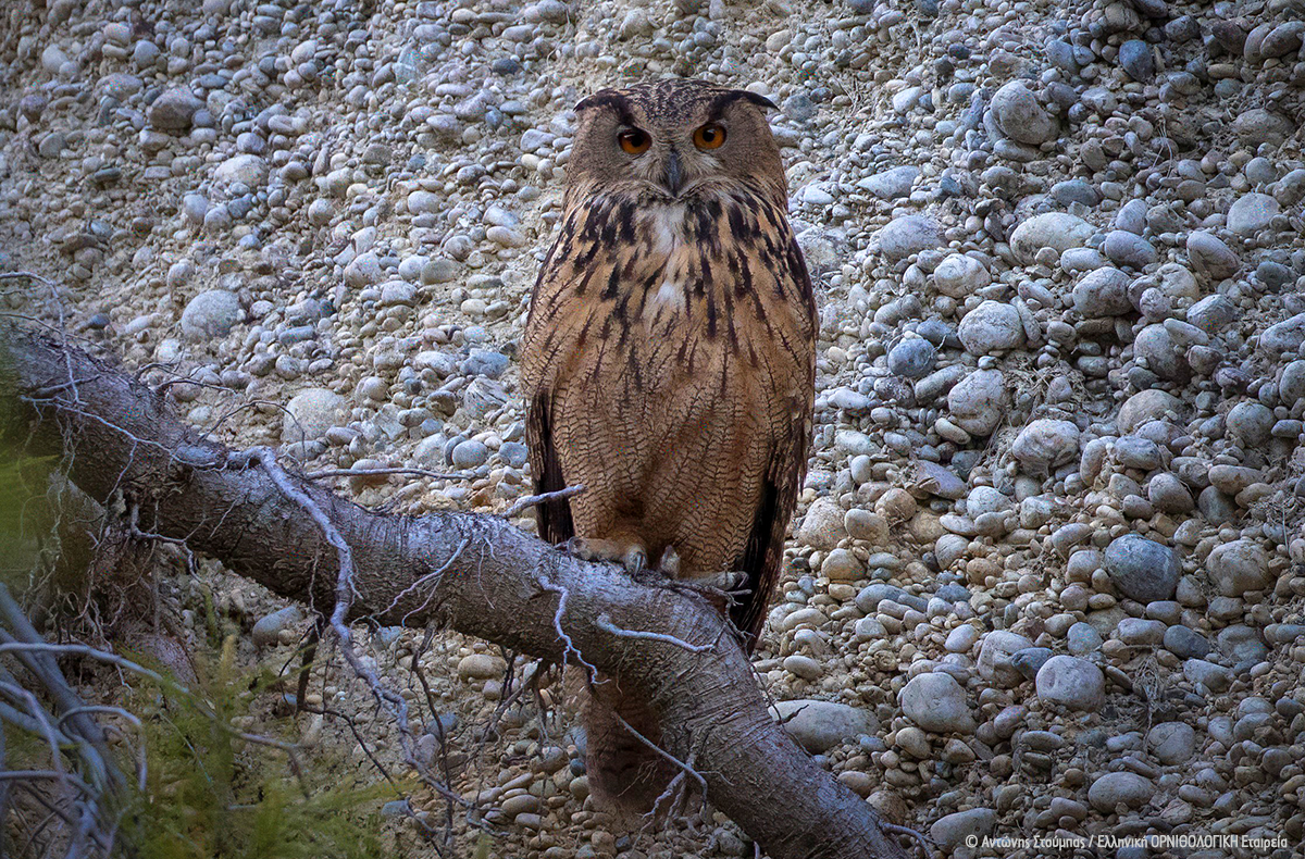 Bubo bubo AntonisStoubas