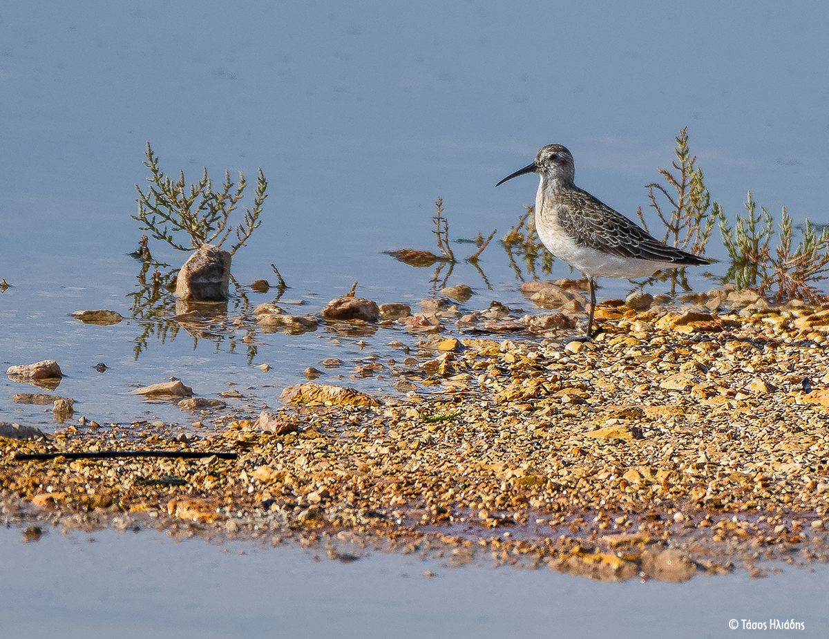 Calidris ferruginea TasosIliadis