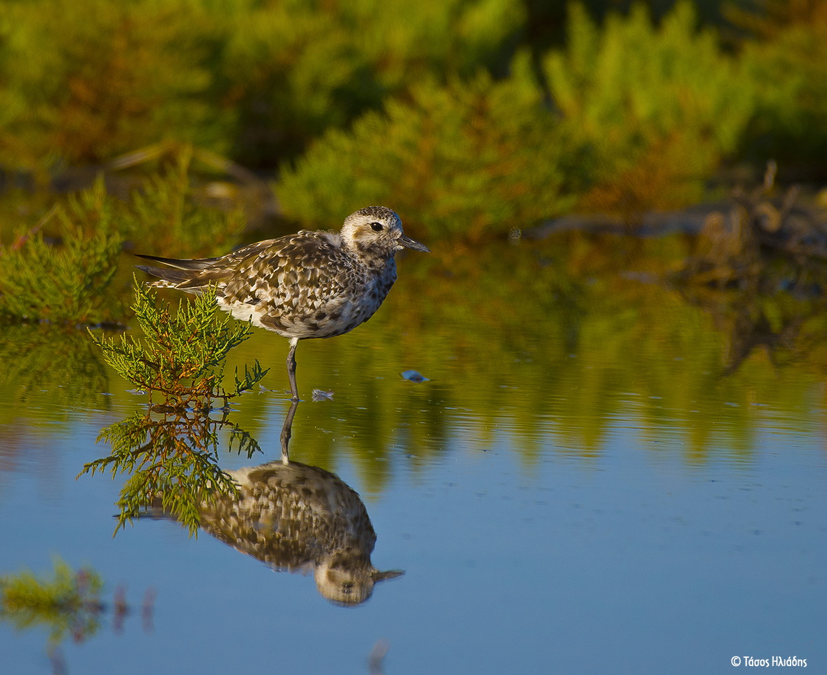 Calidris sp TasosIliadis