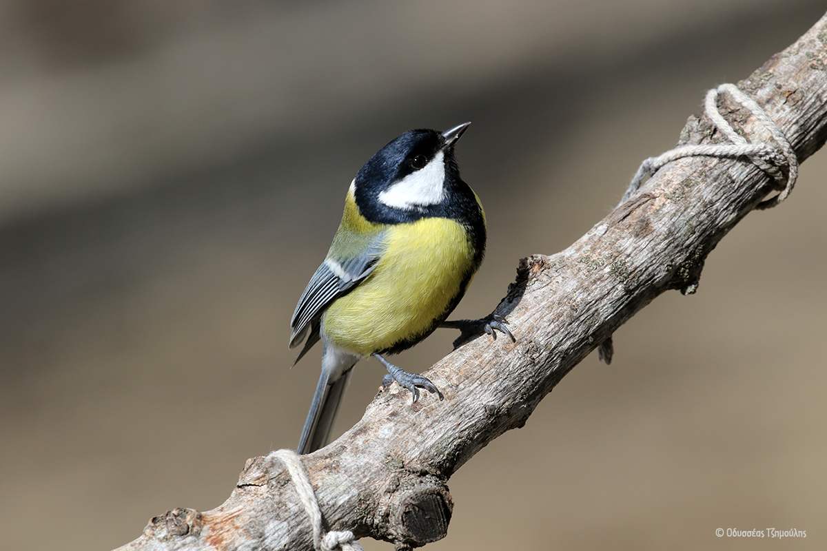 Great Tit Οδυσσέας Τζημούλης