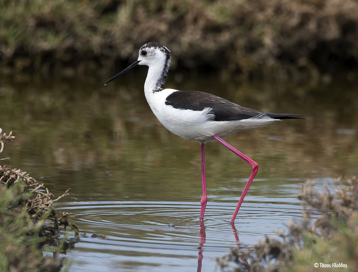 Himantopus himantopus TasosIliadis