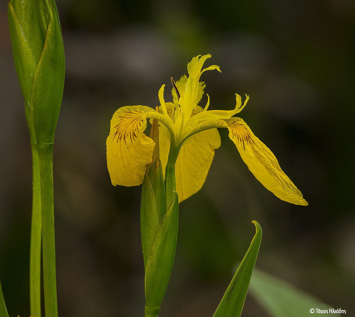 Iris pseudacorus TasosIliadis