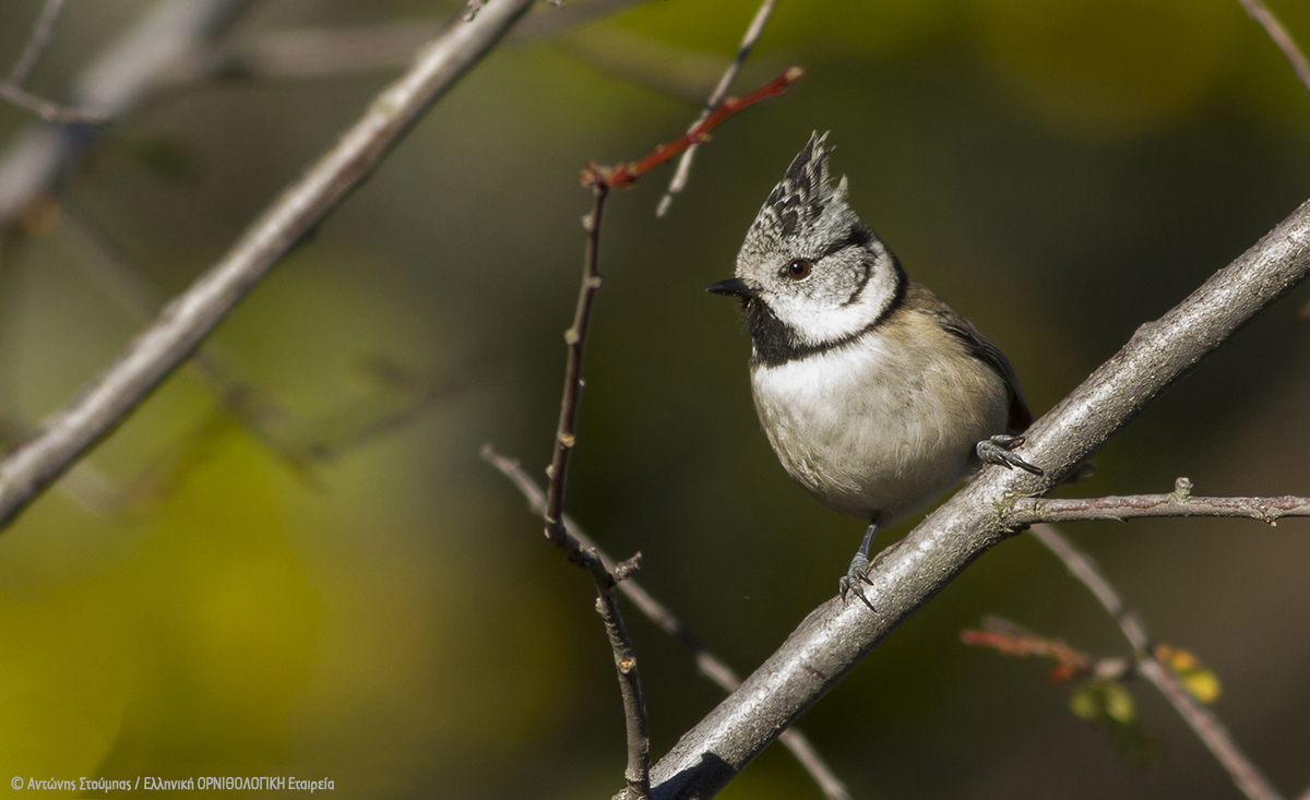 Lophiophanes cristatus AntonisStoubas ORNITHOLOGIKI