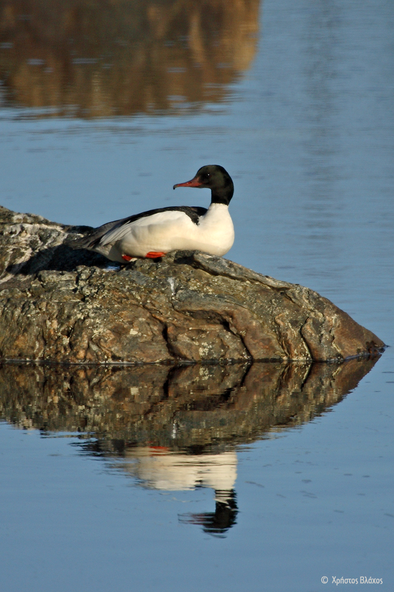 Mergus merganser PG8J7718