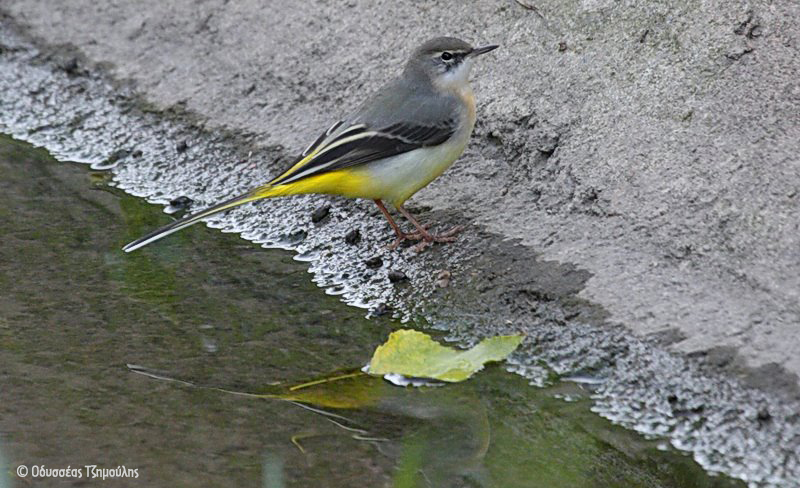 Motacilla cinerea Οδυσσέας Τζημούλης LOW