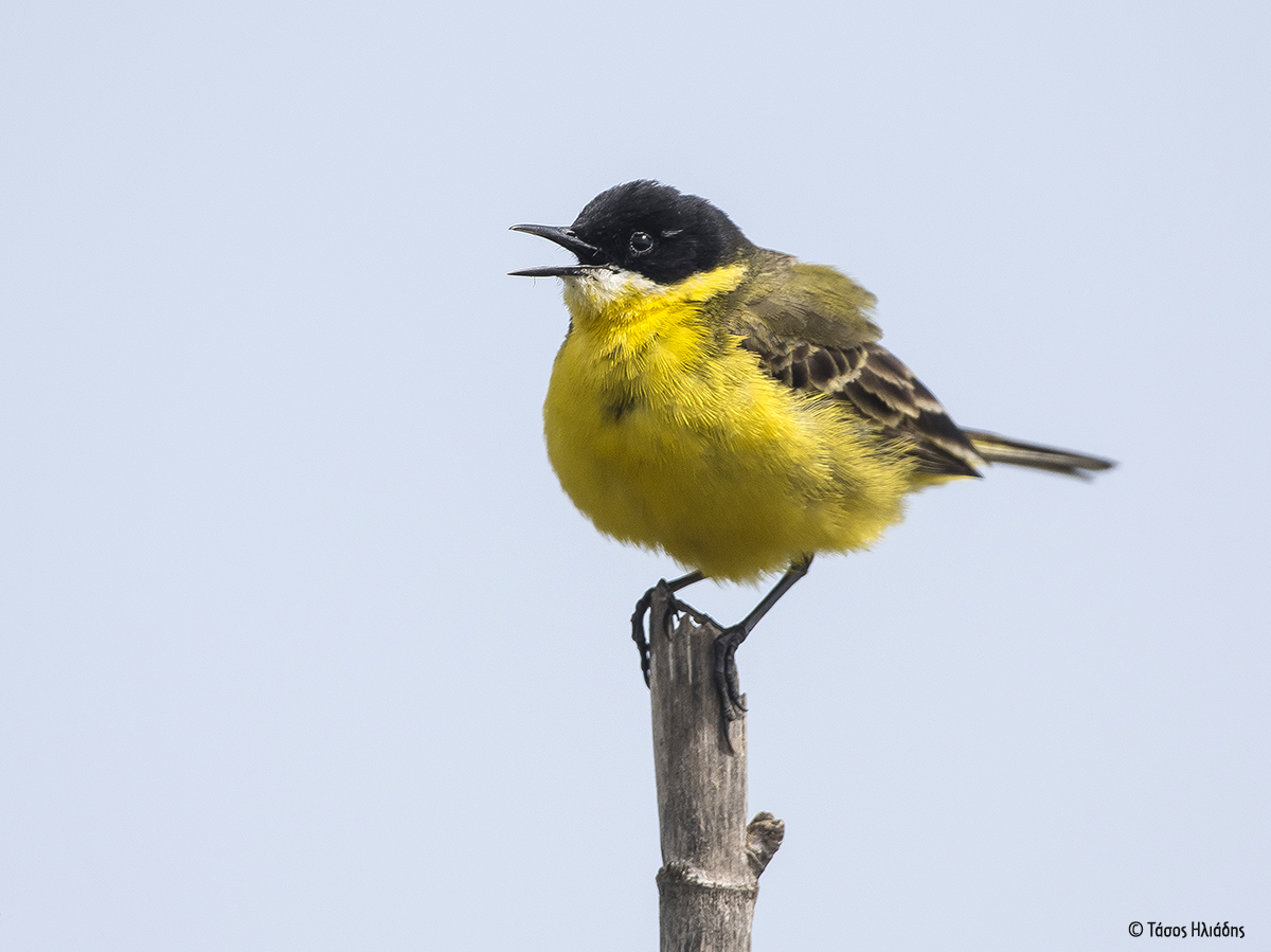 Motacilla flava TasosIliadis