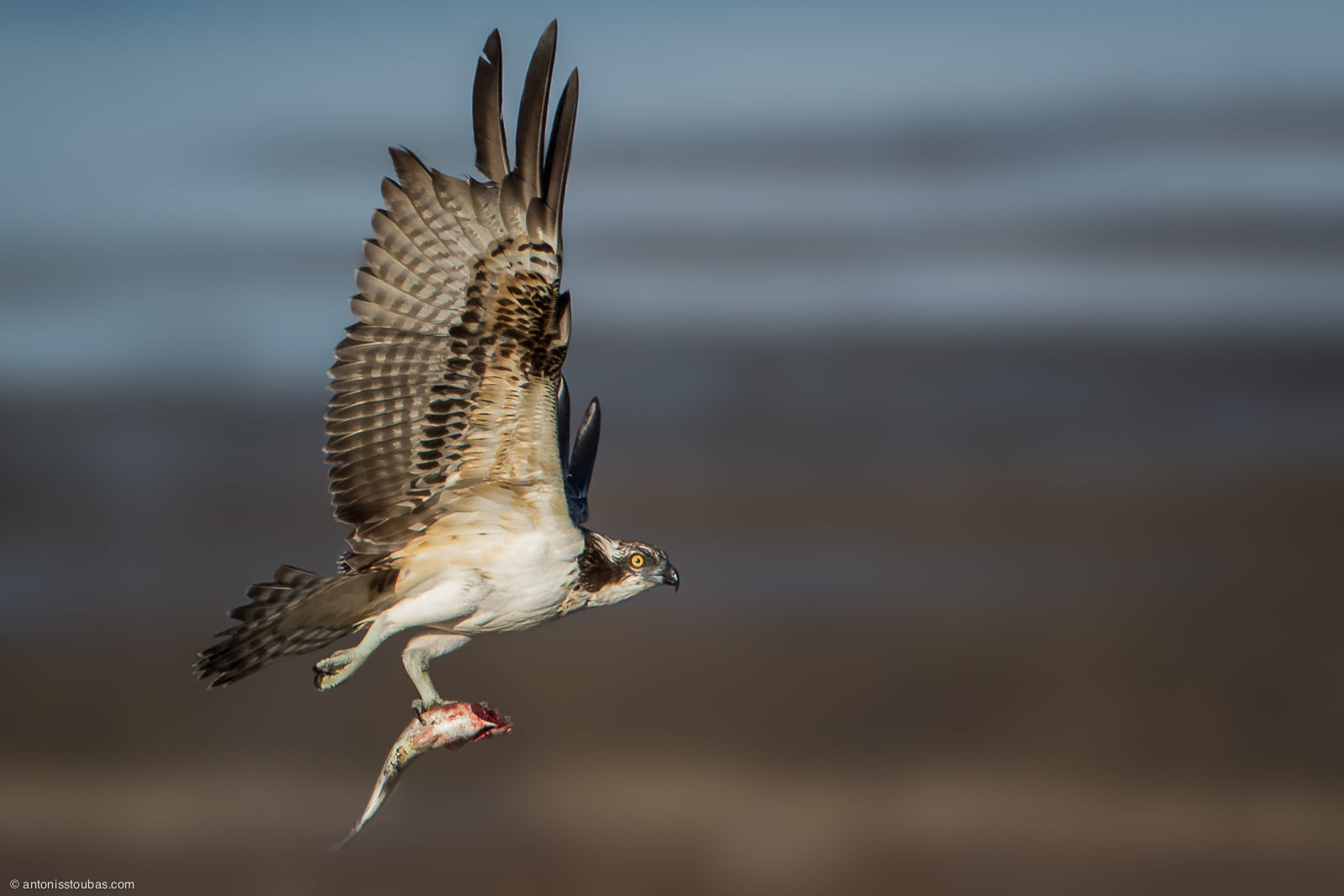 Pandion haliaetus AntonisStoubas