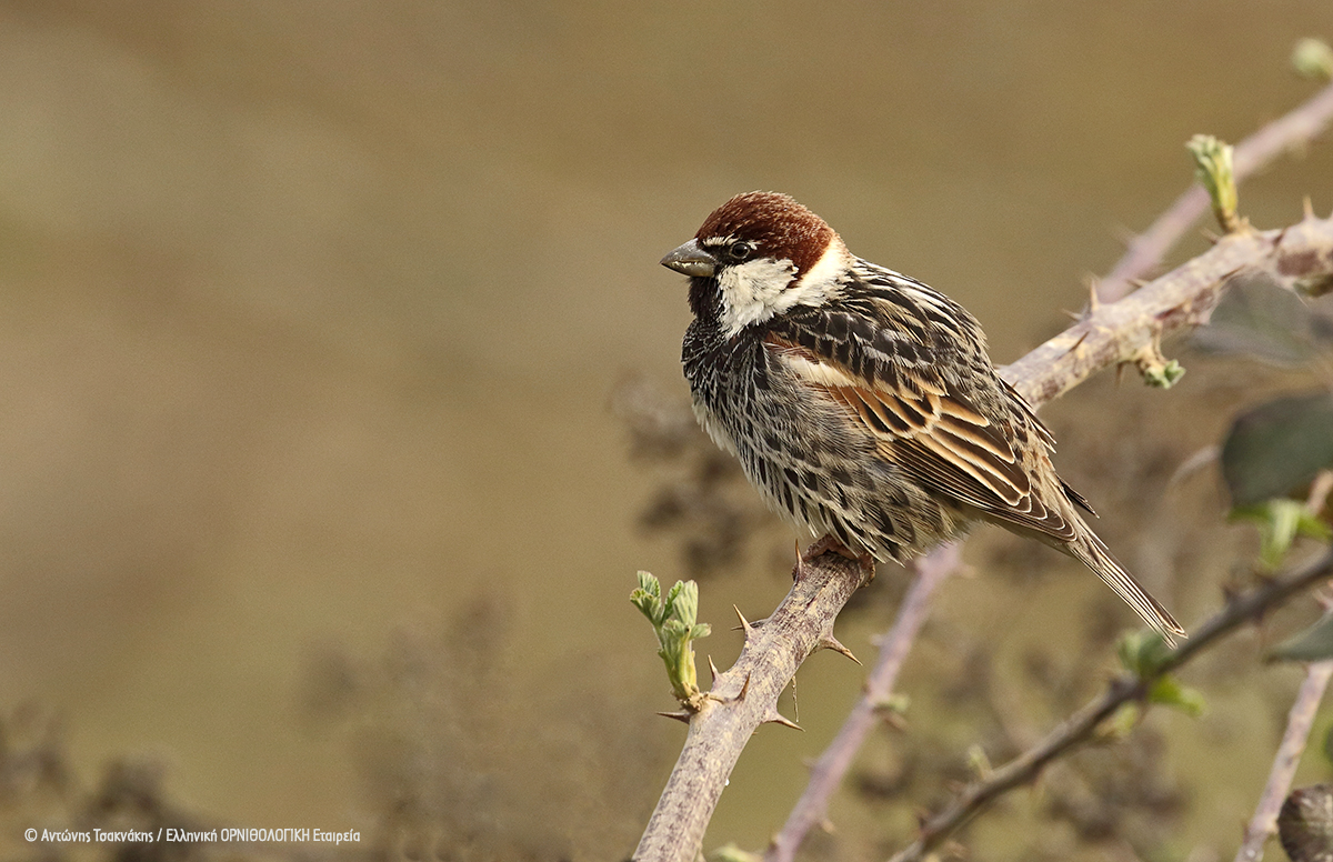 Passer hispaniolensis Antonis Tsaknakis