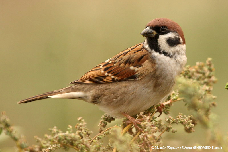 Passer montanus Odusseas Tzimoulis