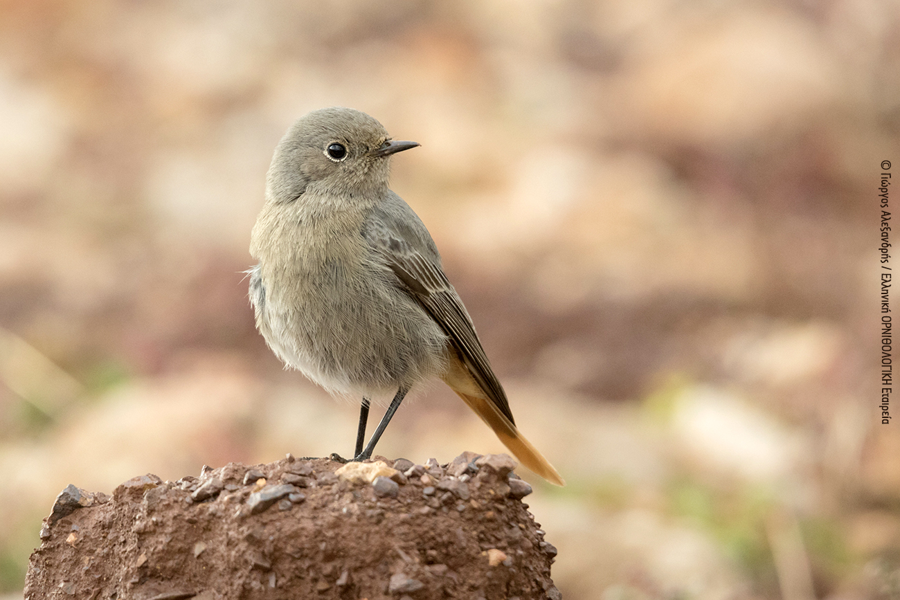 Phoenicurus ochruros GAlexandris ORNITHOLOGIKI