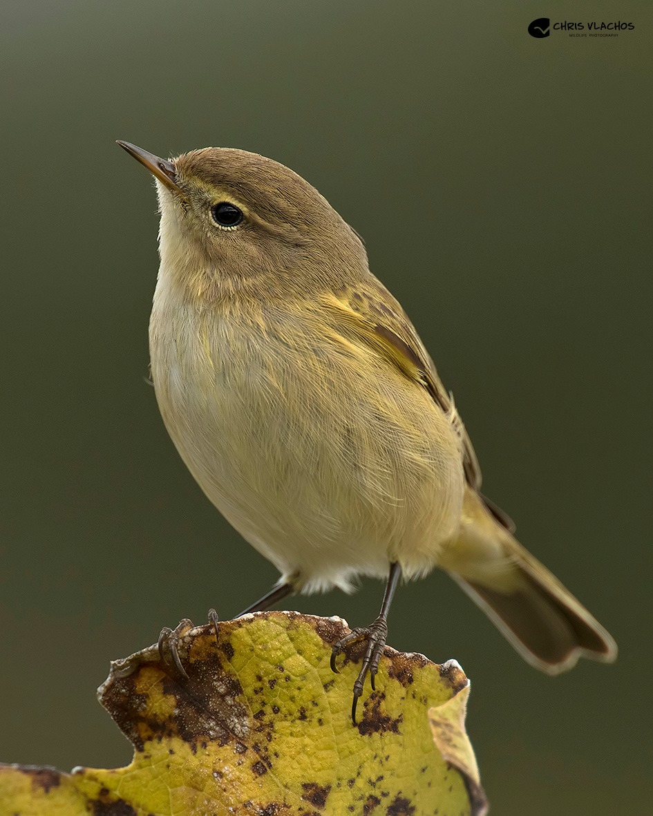 Phylloscopus collybita ChrisVlachos