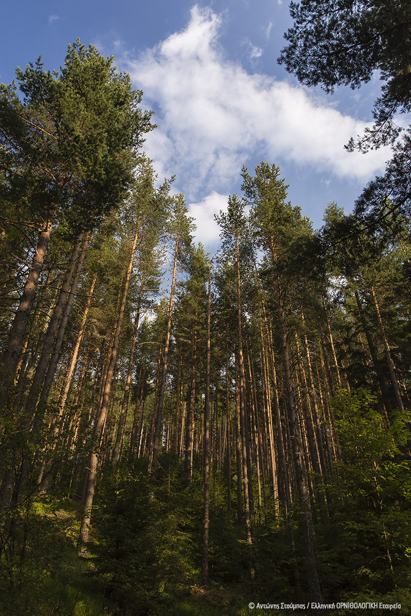 Pinus Frakto ΑντώνηςΣτούμπας