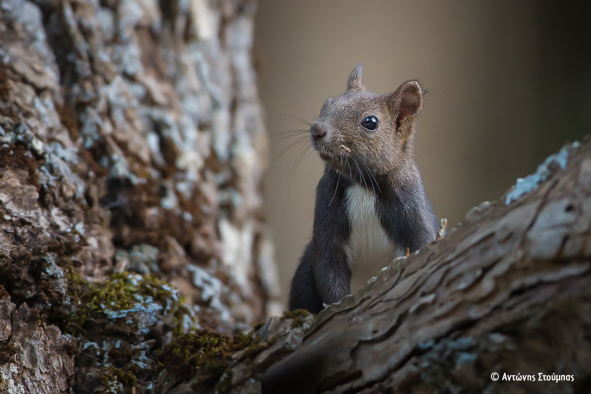 Sciurus vulgaris ΑντώνηςΣτούμπας