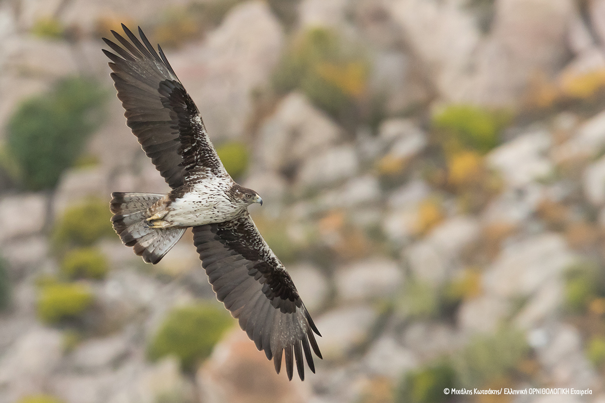 Spizaetos Aquila fasciata ORNITHOLOGIKI Michalis Kotsakis