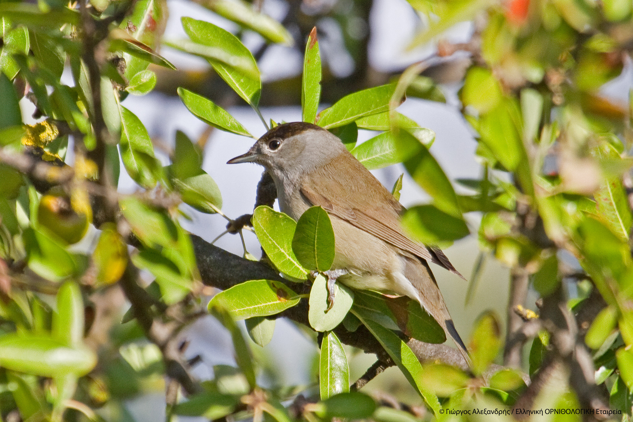 Sylvia atricapilla MAYROSKOYFHS ALSOS SYGGROY G ALEXANDRIS 2