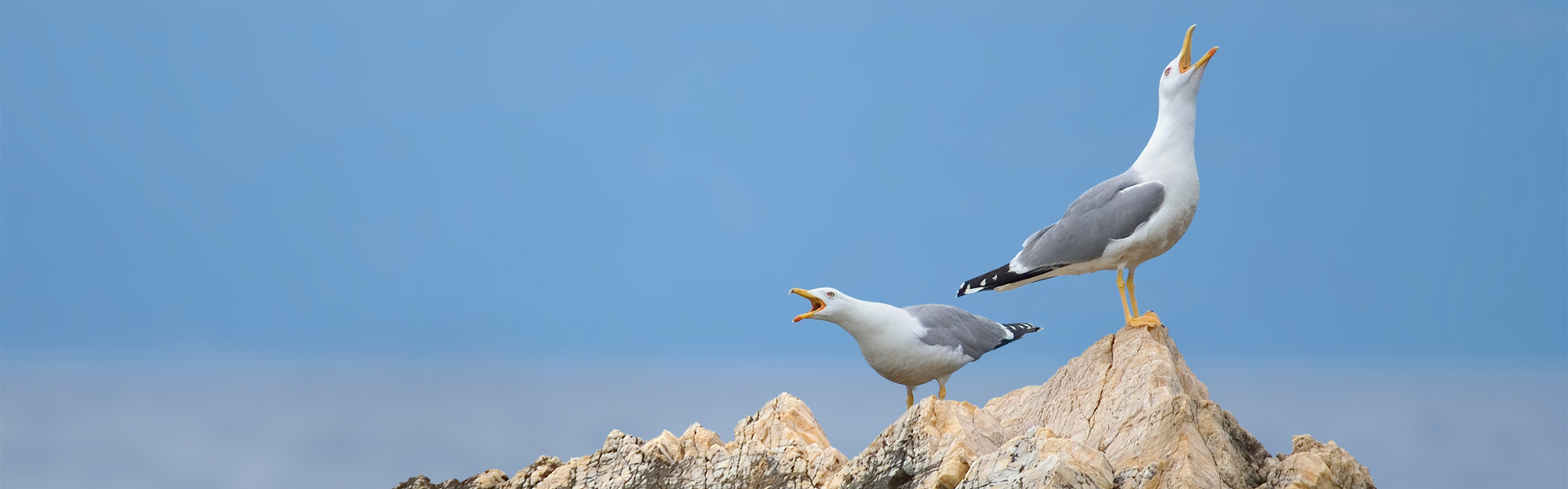 header banner Seabirds 2