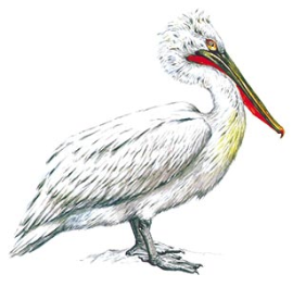 Pelecanus crispus