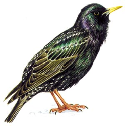 Sturnus vulgaris