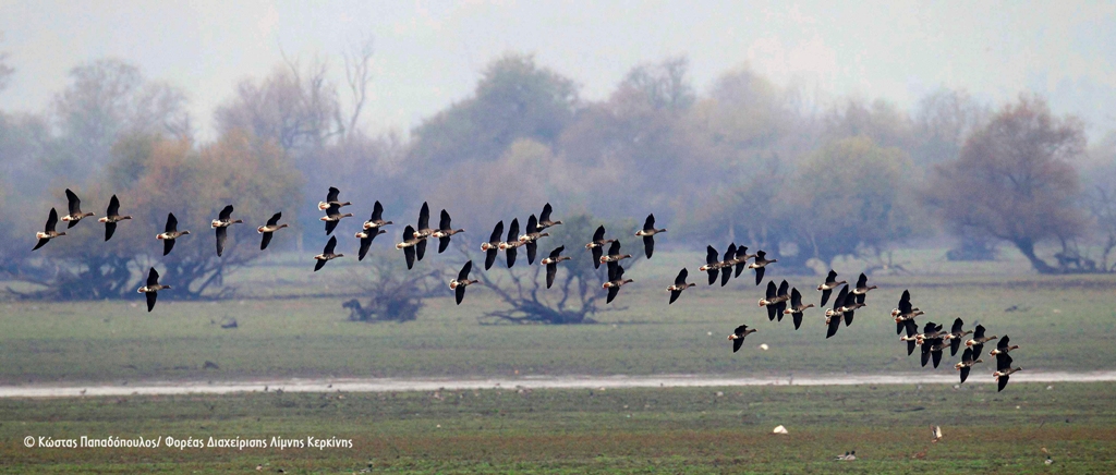 Nanoxines Nov2014 KostasPapadopoulos FDLimnisKerkinis