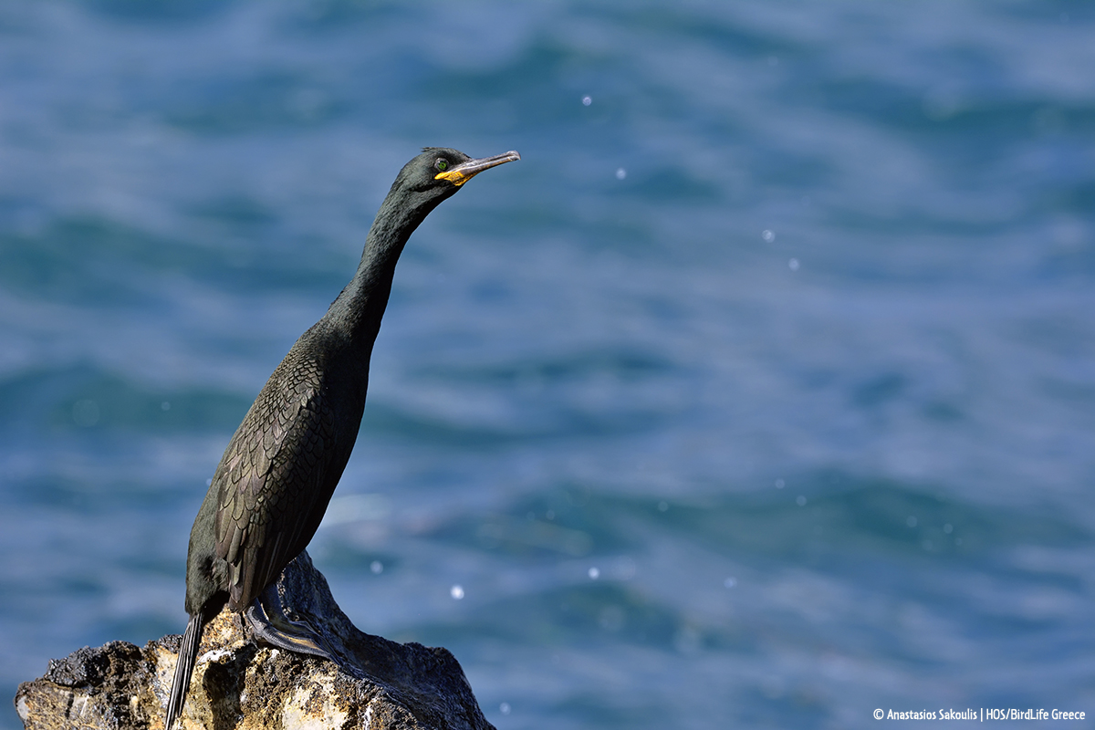 Phalacrocorax aristotelis AnastasiosSakoulis HOS BirdLifeGreece