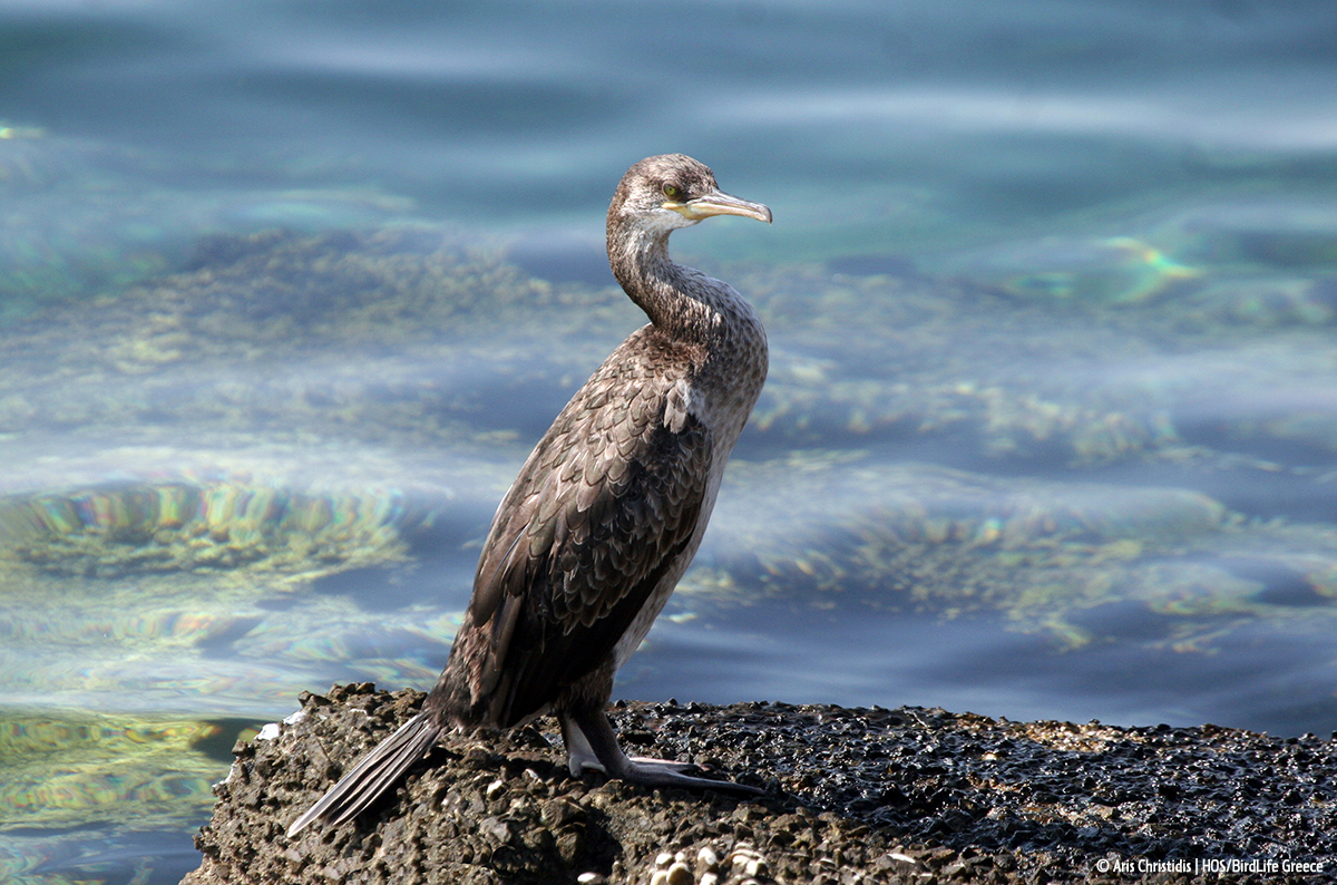 Phalacrocorax aristotelis desmarestii Aris Christidis HOS BirdLifeGreece