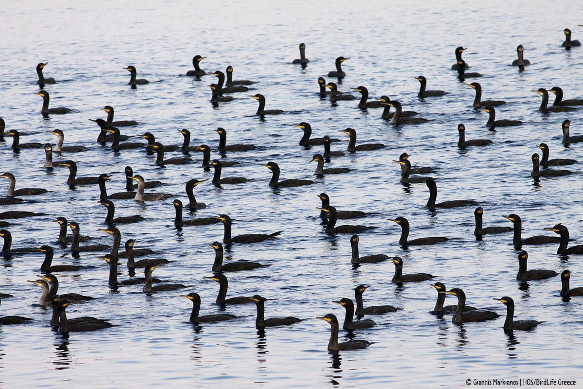 Phalacrocorax aristotelis desmarestii GiannisMarkianos HOS BirdLifeGreece