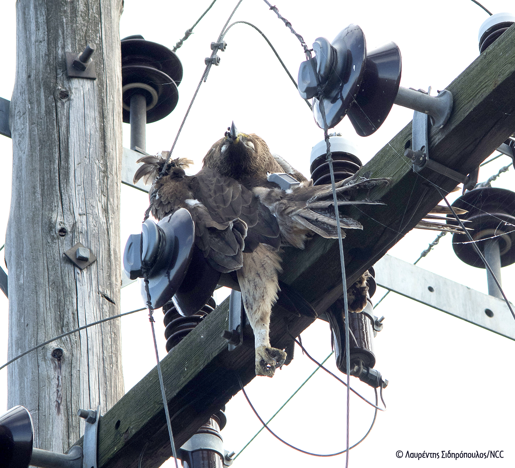 Spizaetos Electrocution ThessalikosKampos 112019 LSidiropoulos NCC 2