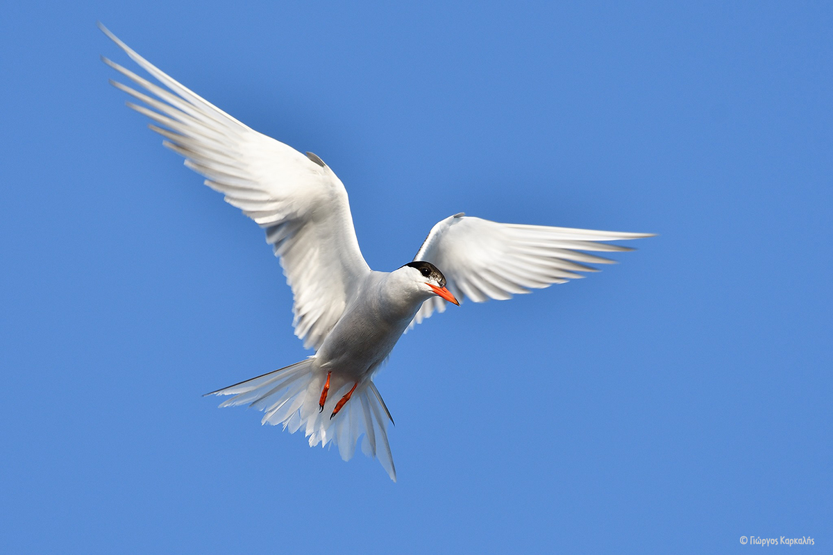 Sterna hirundo GiorgosKarkalis 2