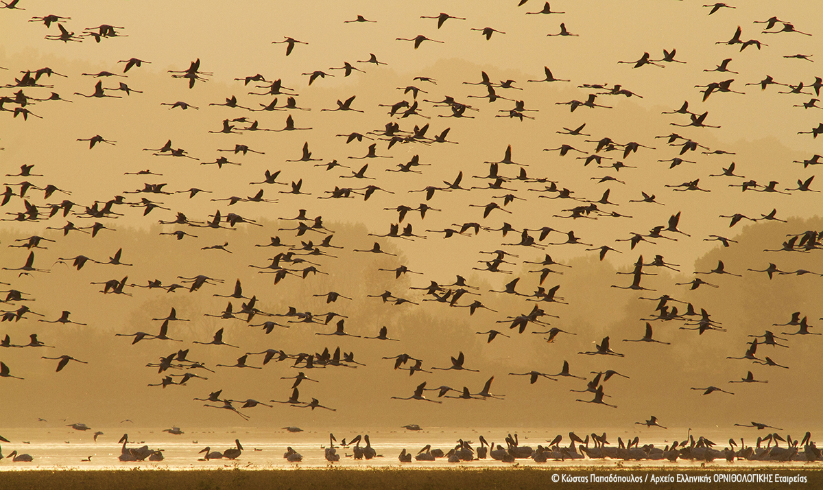 1 Φοινικόπτερα και πελεκάνοι flamingo and pelicans ΚώσταςΠαπαδόπουλος