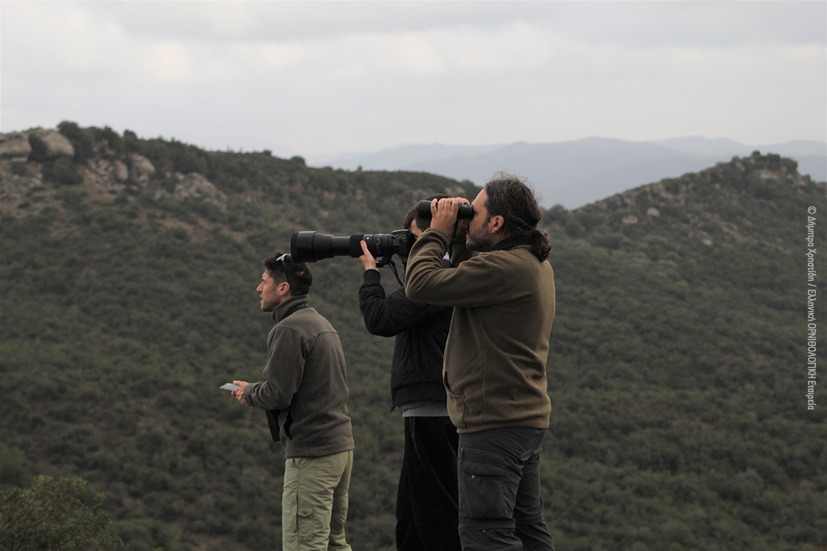 20221119 Vulture monitoring DimitraChristidi 46 fixed