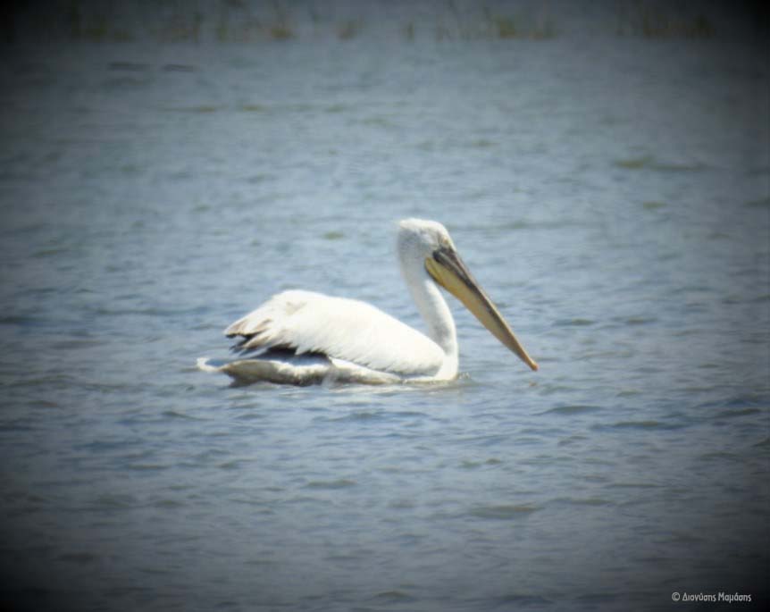 5th Pelican Census Dionysis Mamasis