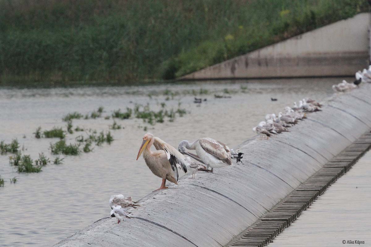 5th Pelican Census Lila Karta