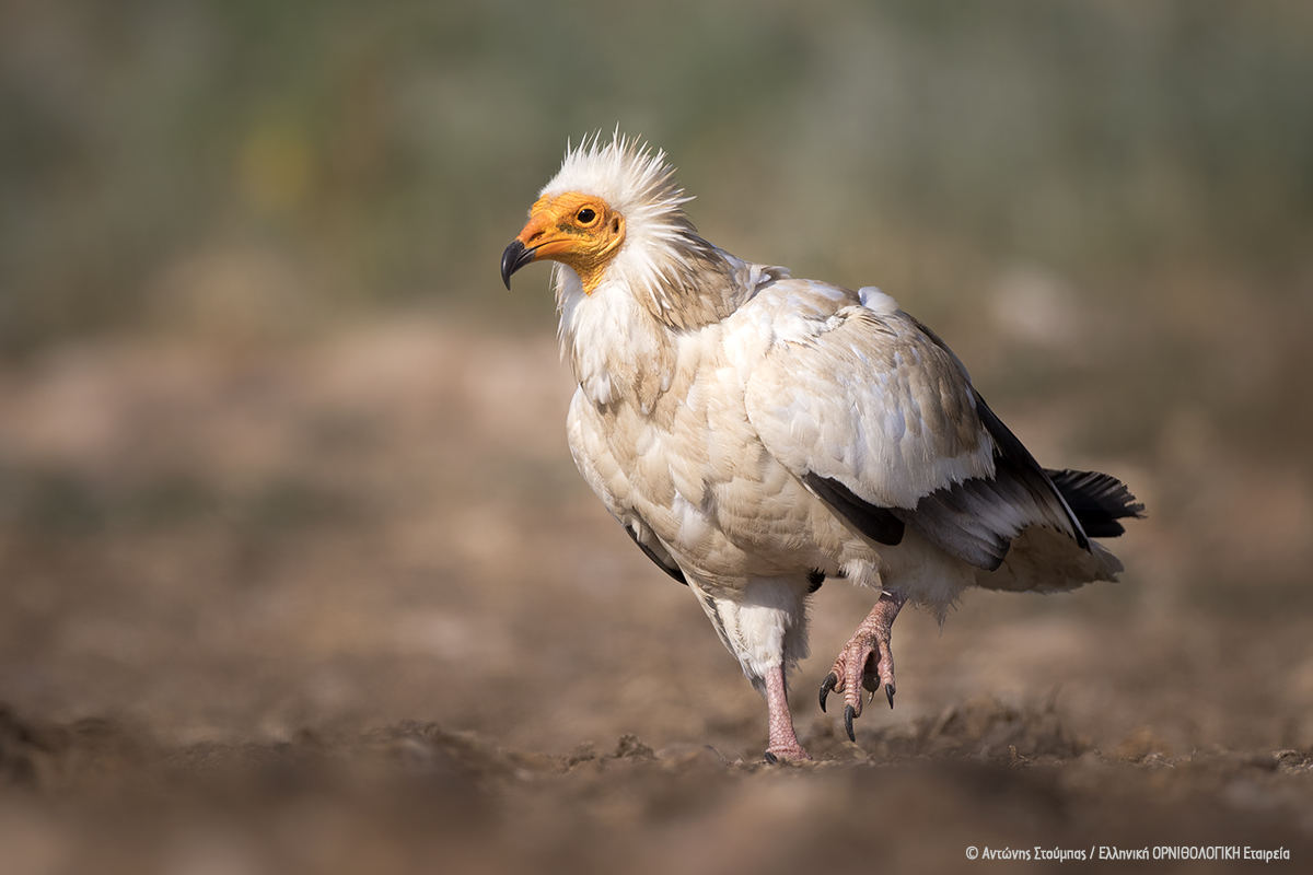 ASPROPARIS AntonisStoubas ORNITHOLOGIKI