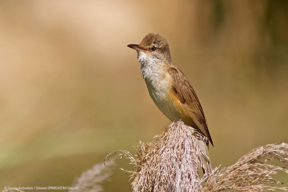 Acrocephalus arundinaceus TSIXLOPOTAMIDA GiorgosAlexandris ORNITHOLOGIKI