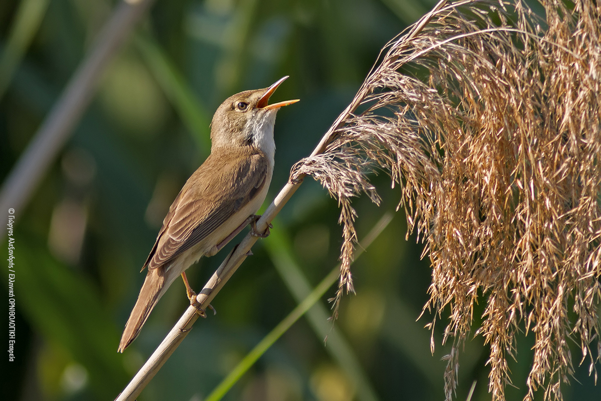 Acrocephalus scirpaceus GAlexandris ORNITHOLOGIKI