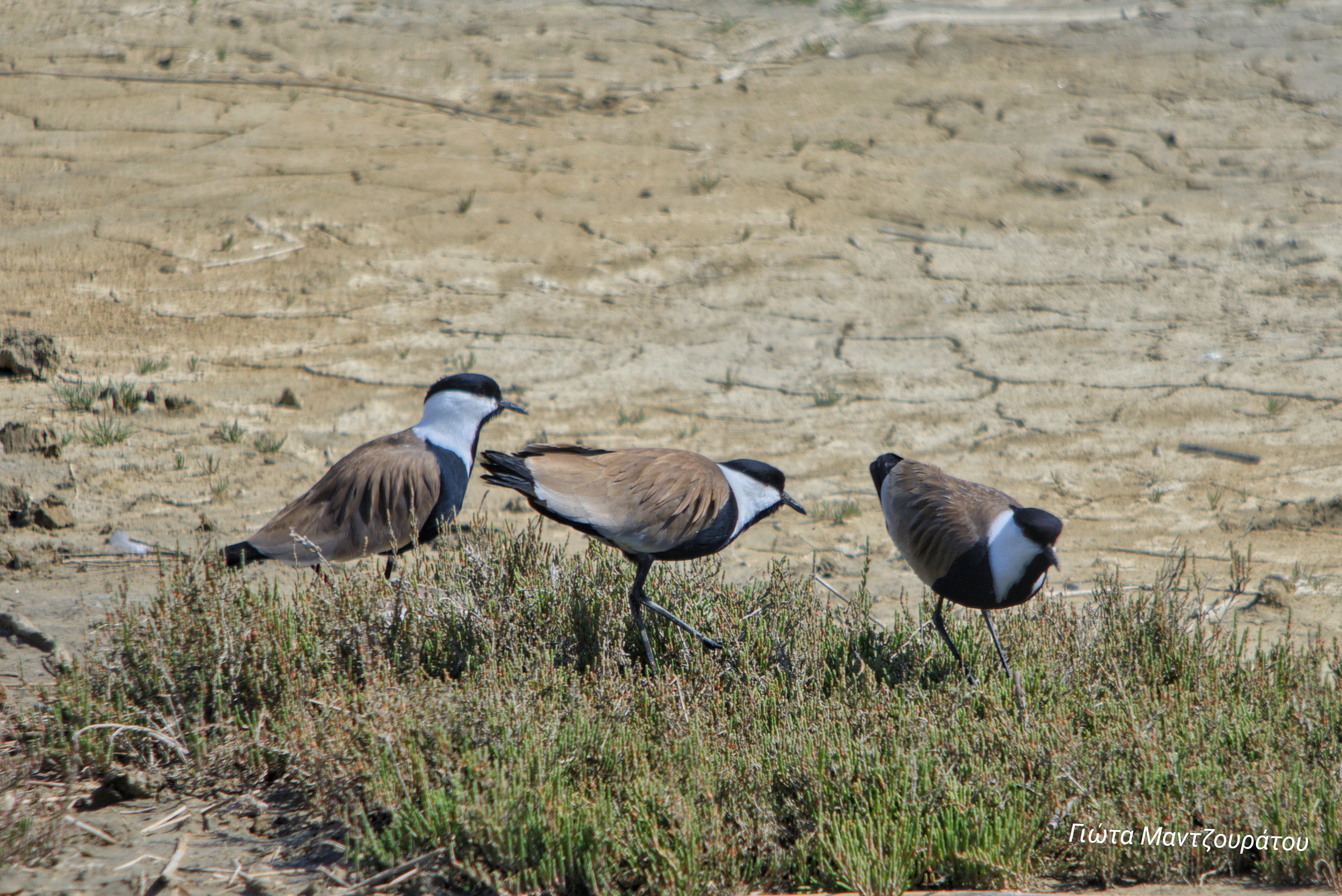 Agathokalimanes GiotaMantzouratou